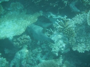 The house reef cont.