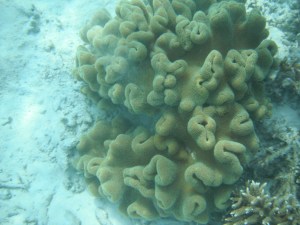 Coral on the house reef
