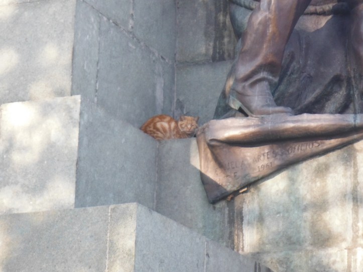 My cat Jack made his way to SCL