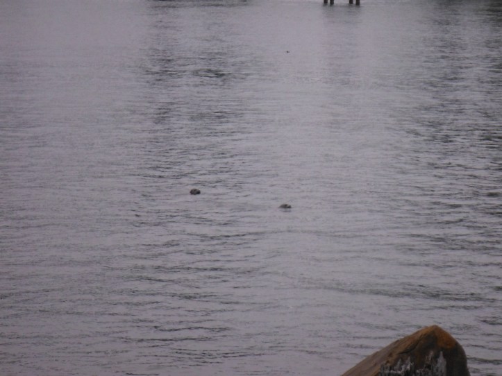 Look at those cute seals. I could see them from my front porch